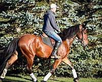 ranch-work-friesian-horse