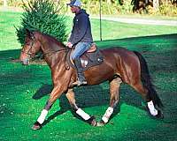 family-horse-friesian