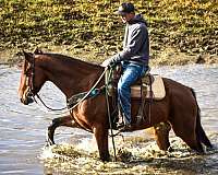 trail-friesian-horse