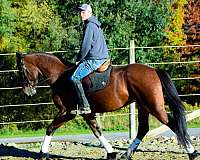 athletic-friesian-horse