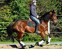 beginner-friesian-horse