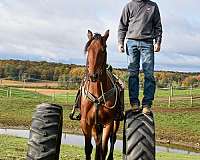 experienced-friesian-horse