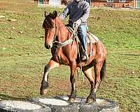 flashy-friesian-horse