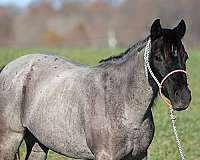 quarter-horse-friesian