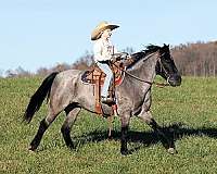 family-horse-friesian