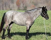 ranch-work-friesian-horse