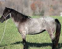 trail-friesian-horse