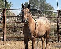 beginner-safe-quarter-horse