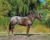 red-roan-star-horse