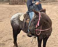 ranch-work-quarter-horse