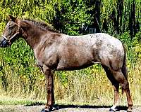 aqha-quarter-horse