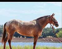 athletic-quarter-horse