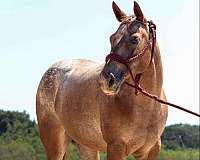 auction-quarter-horse