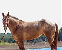 bathe-quarter-horse