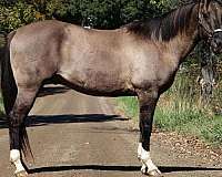 quarter-horse