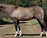 ranch-work-quarter-horse