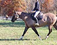 beginner-quarter-horse