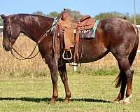 red-roan-star-horse