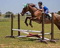 ranch-work-quarter-horse