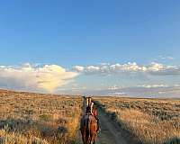 barrel-quarter-horse