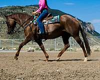 husband-safe-quarter-horse