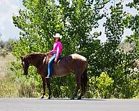 beginner-quarter-horse