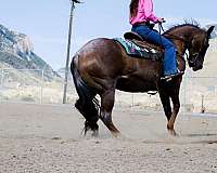 jumper-quarter-horse