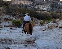 ranch-work-quarter-horse