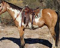 red-roan-star-horse