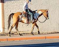 athletic-quarter-horse