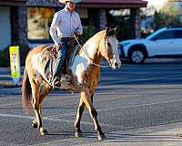 barrel-quarter-horse