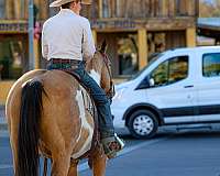 husband-safe-quarter-horse