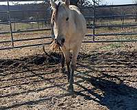 long-yearling-gelding