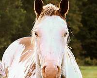 paint-gelding