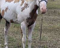 all-paint-horse