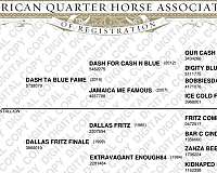 all-quarter-horse