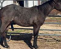 quarter-horse-gelding