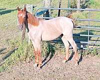 tennessee-walking-horse-filly