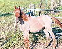 red-roan-star-horse