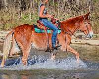 gaited-tennessee-walking-horse