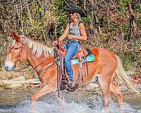 beginner-safe-tennessee-walking-horse