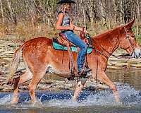 family-horse-tennessee-walking