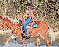 tennessee-walking-horse