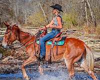 trail-tennessee-walking-horse