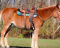 missouri-fox-trotter-tennessee-walking-horse