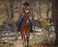 all-around-tennessee-walking-horse