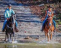 mule-tennessee-walking-horse