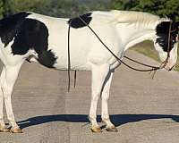 tobiano-bald-face-horse