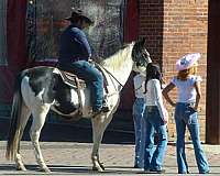 ranch-work-quarter-horse