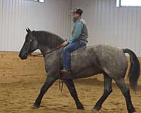 quarter-horse-percheron